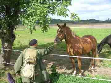 Voříšek krmící koně v Liticích