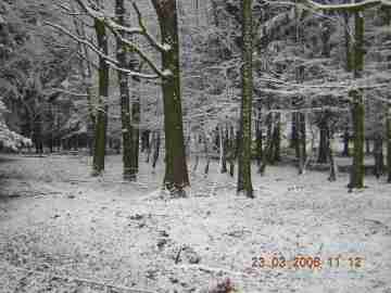 Les pod sněhem